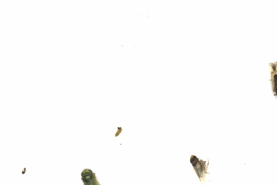 Fullscreen Image