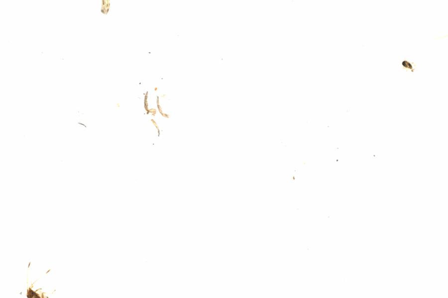 Fullscreen Image