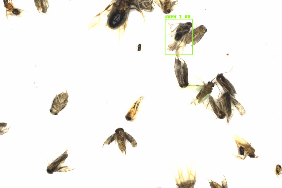 Fullscreen Image