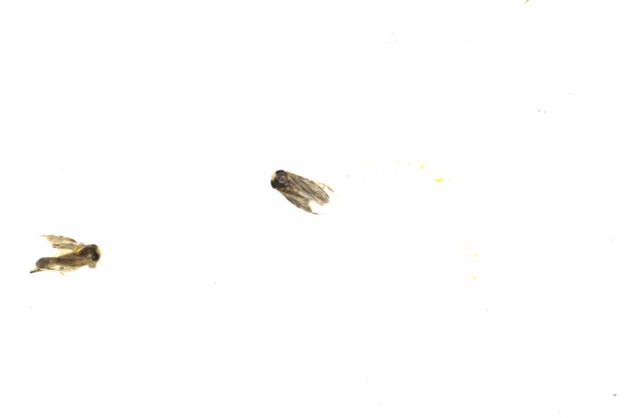 Fullscreen Image