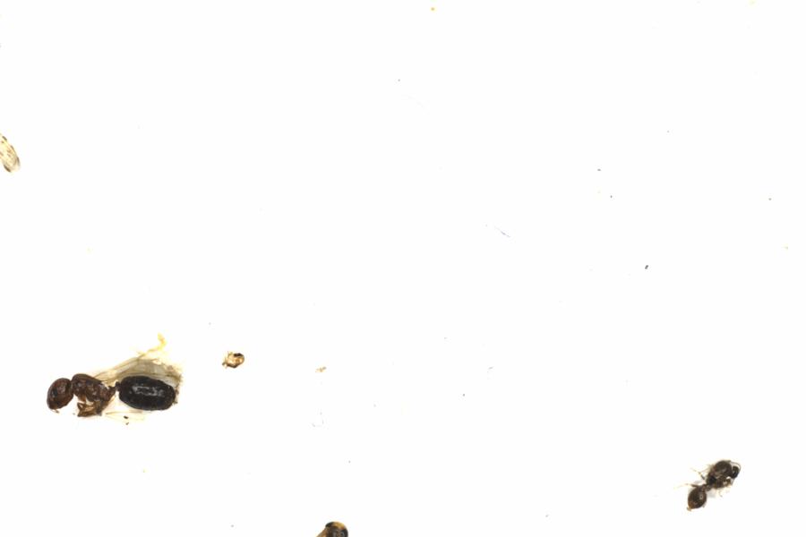 Fullscreen Image