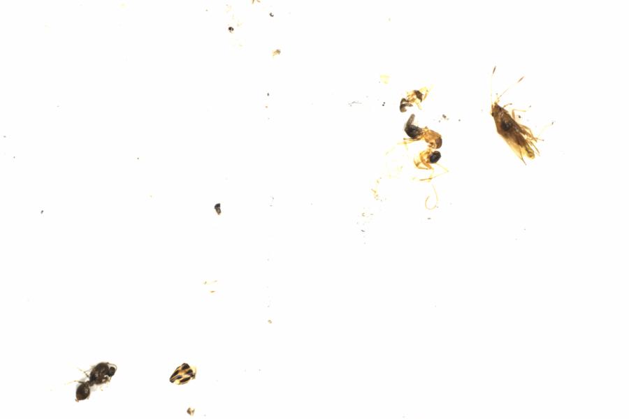 Fullscreen Image