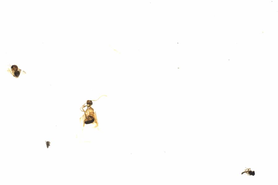 Fullscreen Image