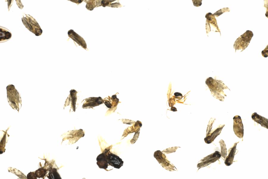 Fullscreen Image
