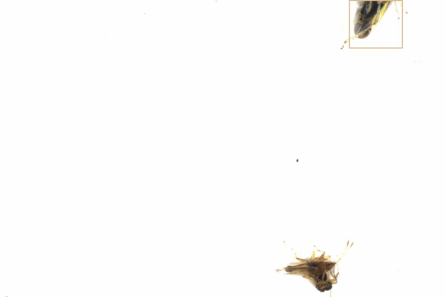 Fullscreen Image