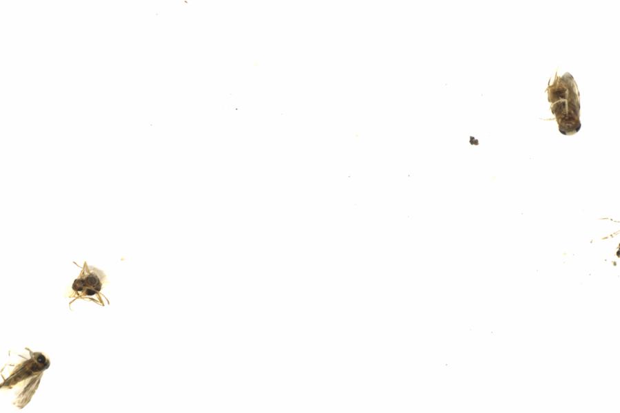 Fullscreen Image