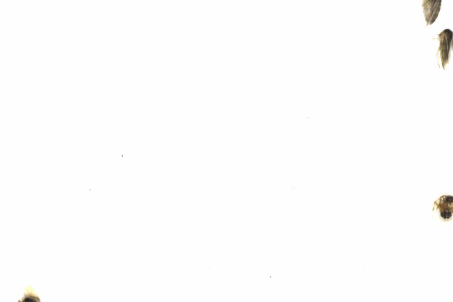 Fullscreen Image