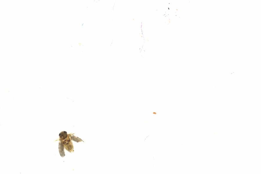 Fullscreen Image
