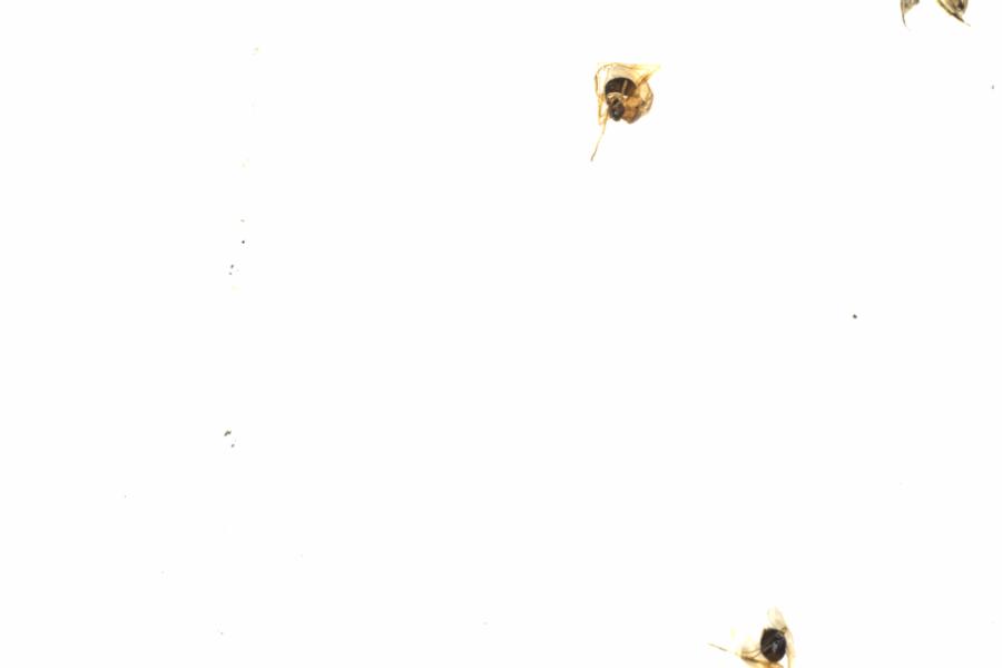 Fullscreen Image