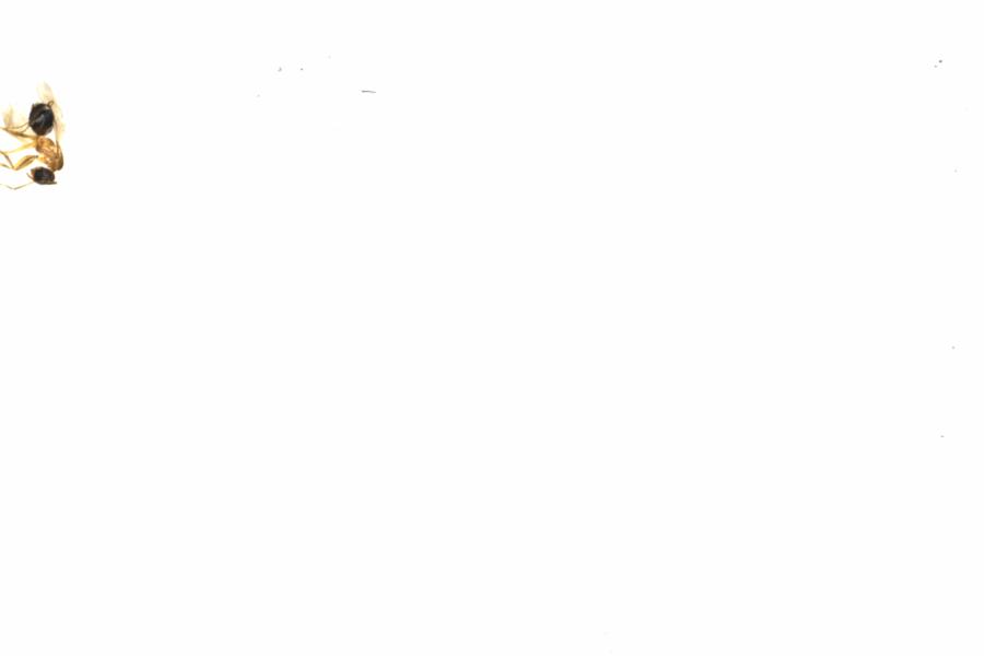 Fullscreen Image