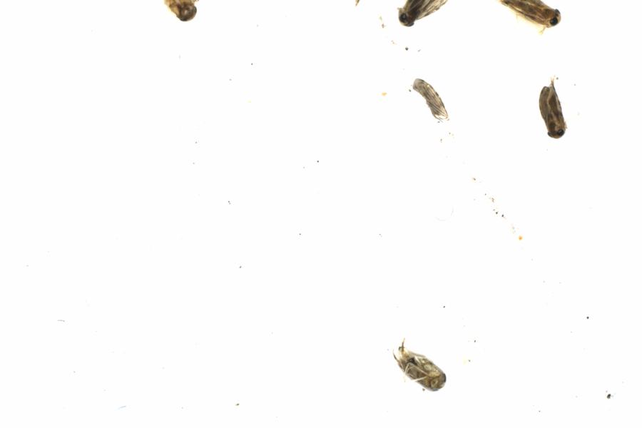 Fullscreen Image