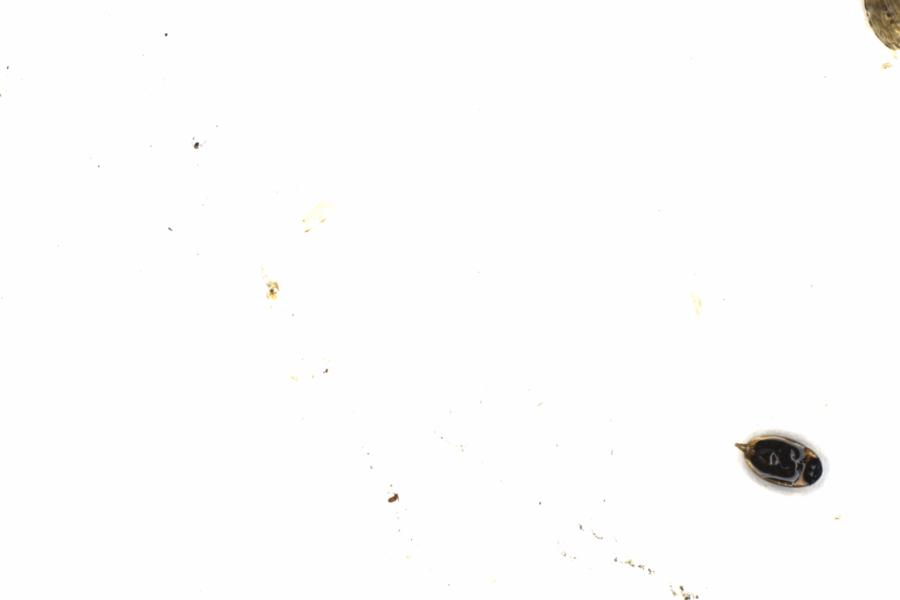 Fullscreen Image