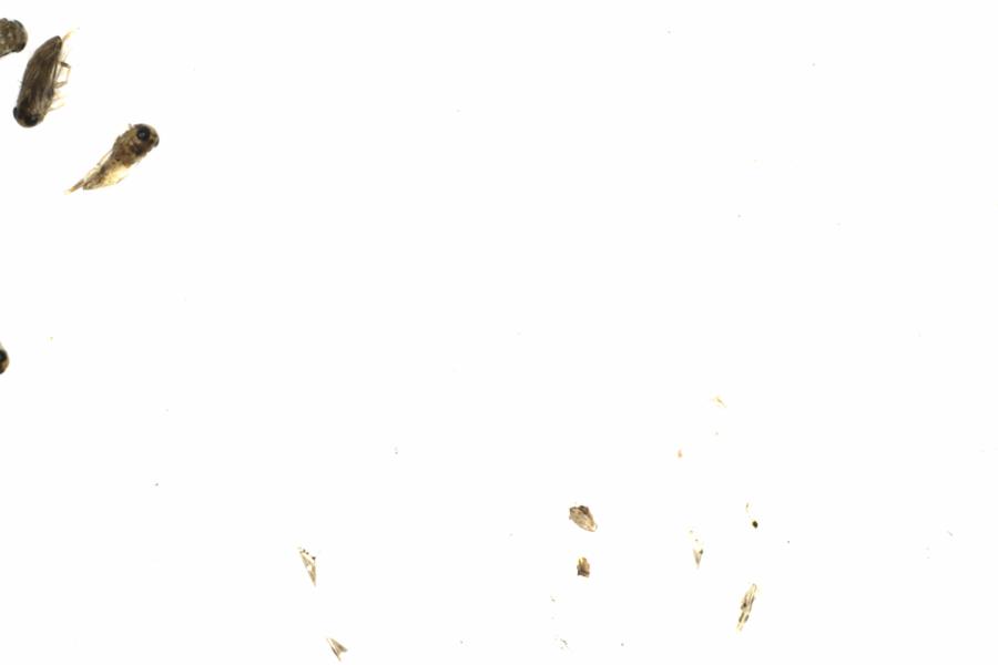 Fullscreen Image