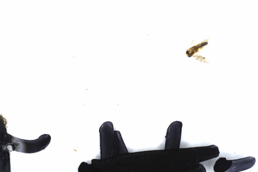 Fullscreen Image