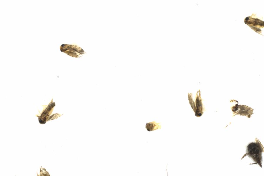 Fullscreen Image