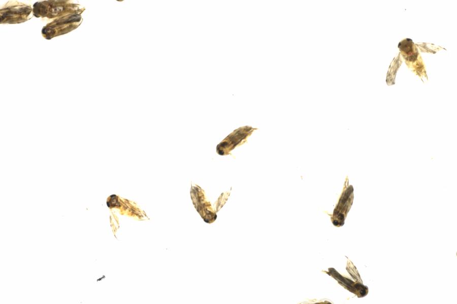 Fullscreen Image