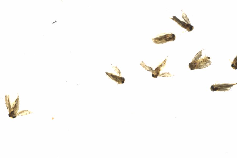 Fullscreen Image