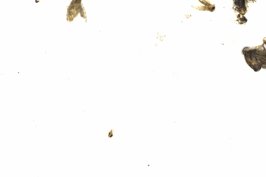 Fullscreen Image
