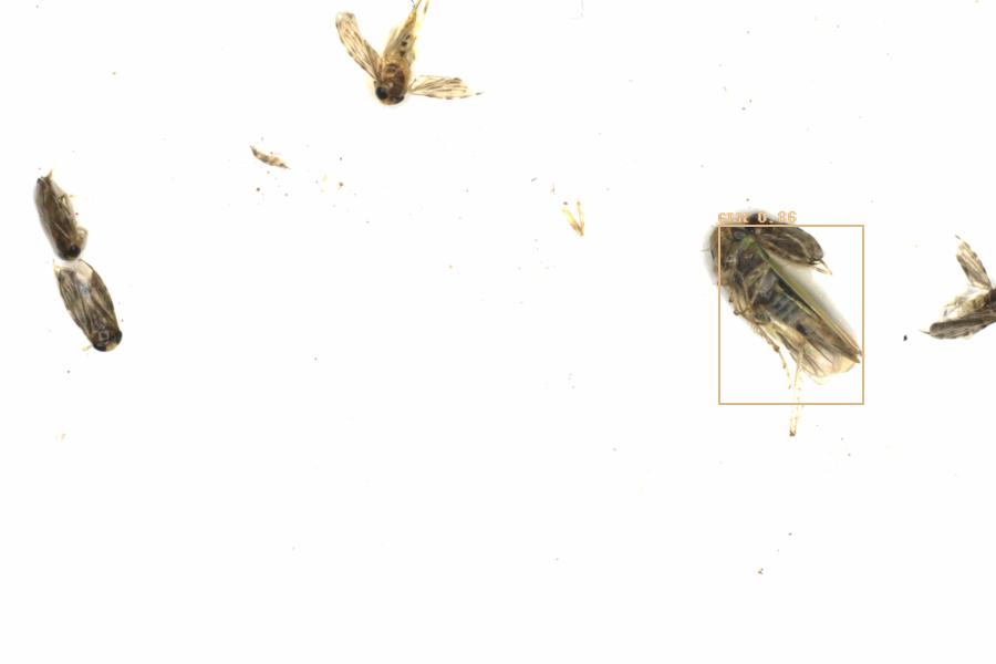 Fullscreen Image