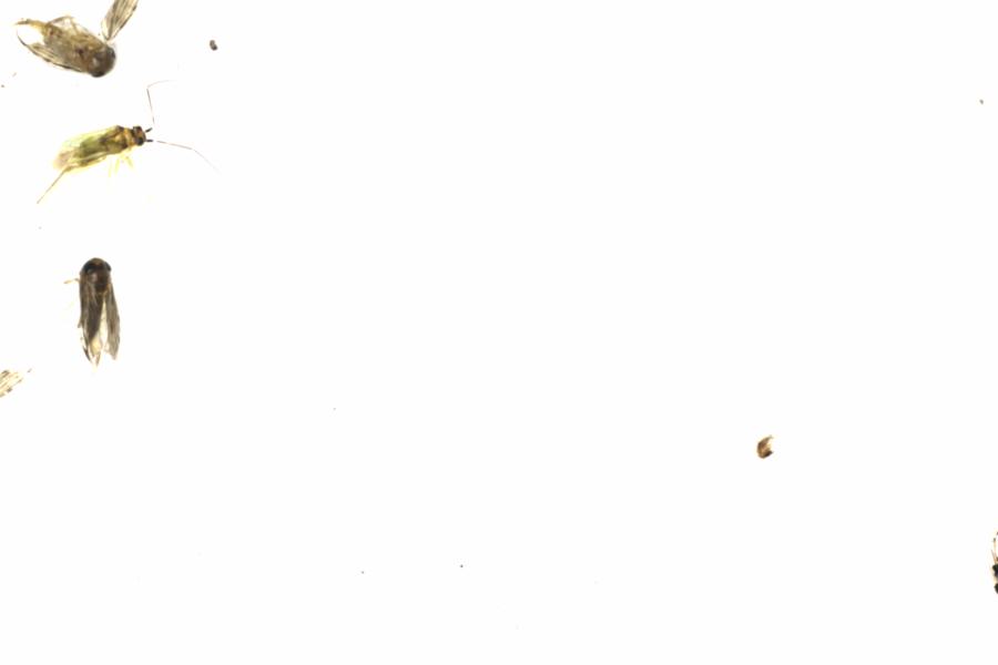 Fullscreen Image