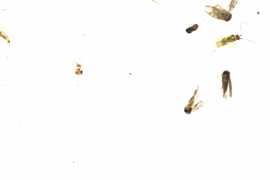 Fullscreen Image