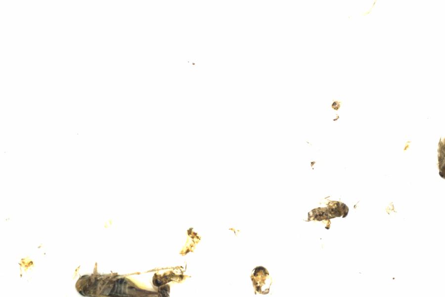 Fullscreen Image