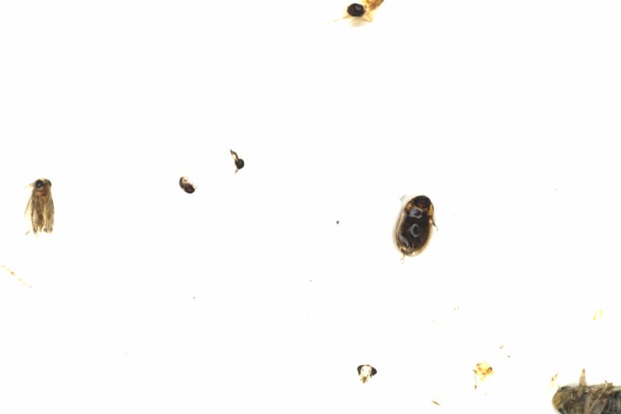 Fullscreen Image