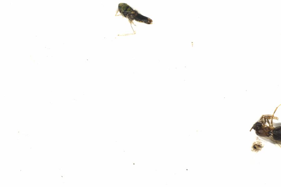 Fullscreen Image