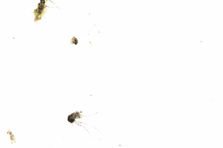 Fullscreen Image