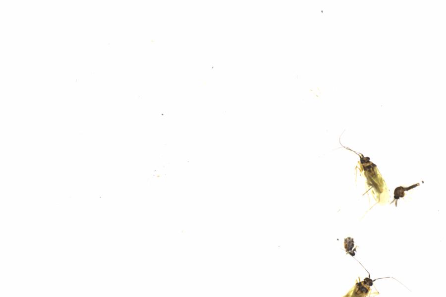 Fullscreen Image