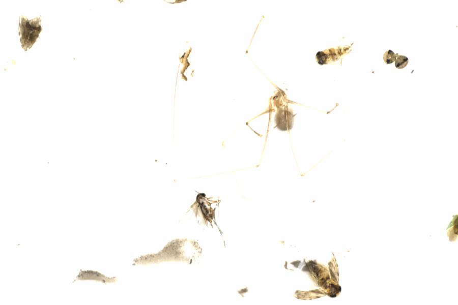 Fullscreen Image