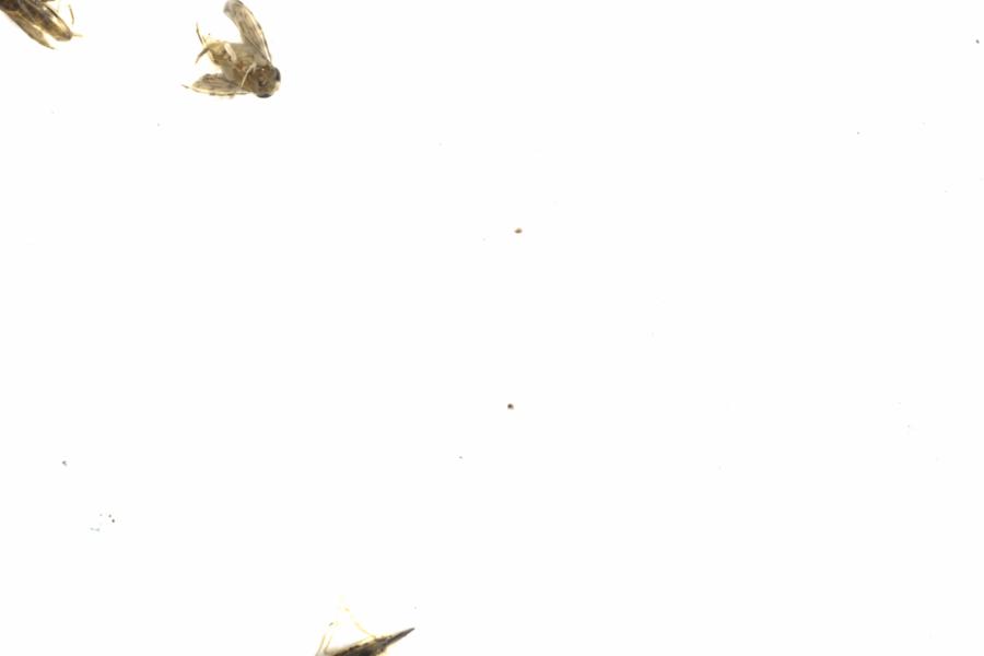 Fullscreen Image