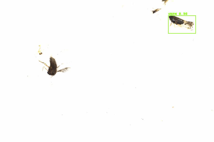Fullscreen Image
