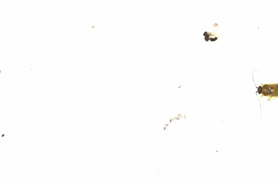 Fullscreen Image