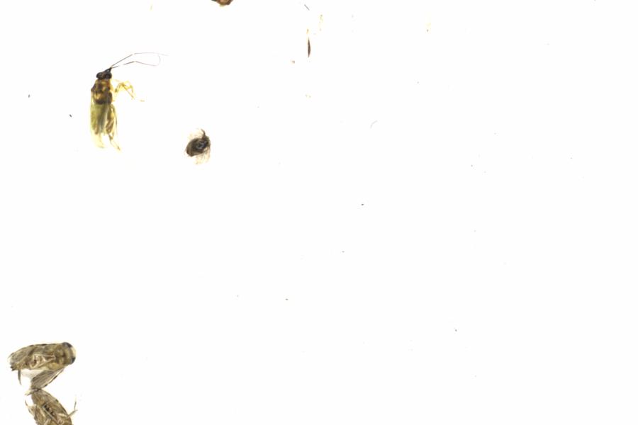 Fullscreen Image