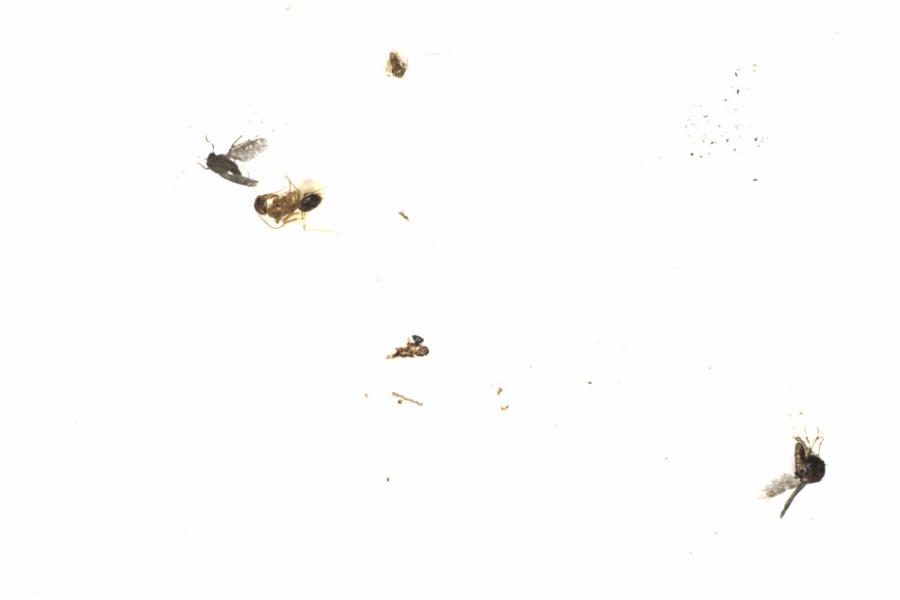 Fullscreen Image