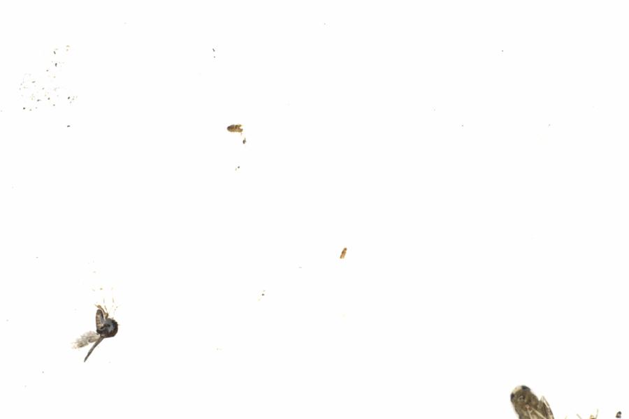 Fullscreen Image