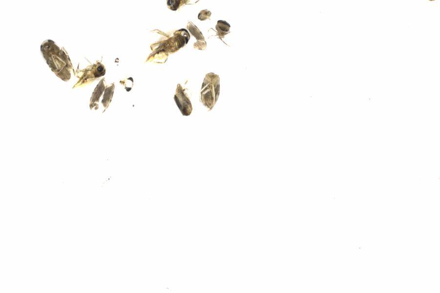 Fullscreen Image