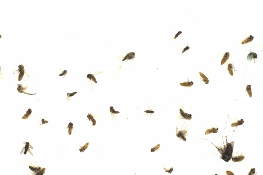 Fullscreen Image