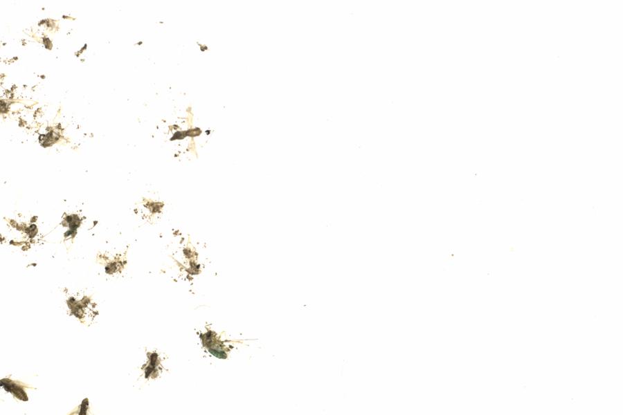 Fullscreen Image