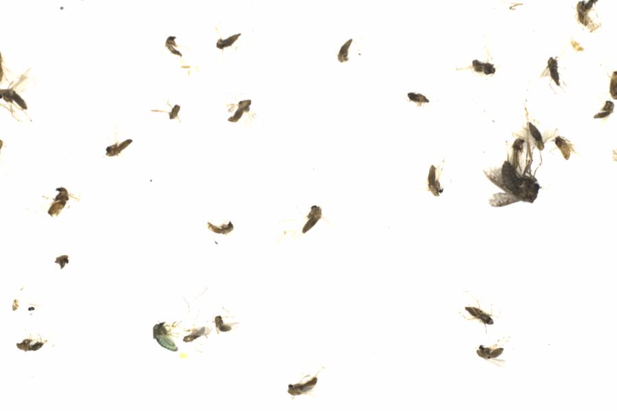 Fullscreen Image