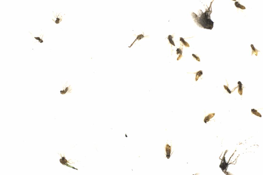 Fullscreen Image