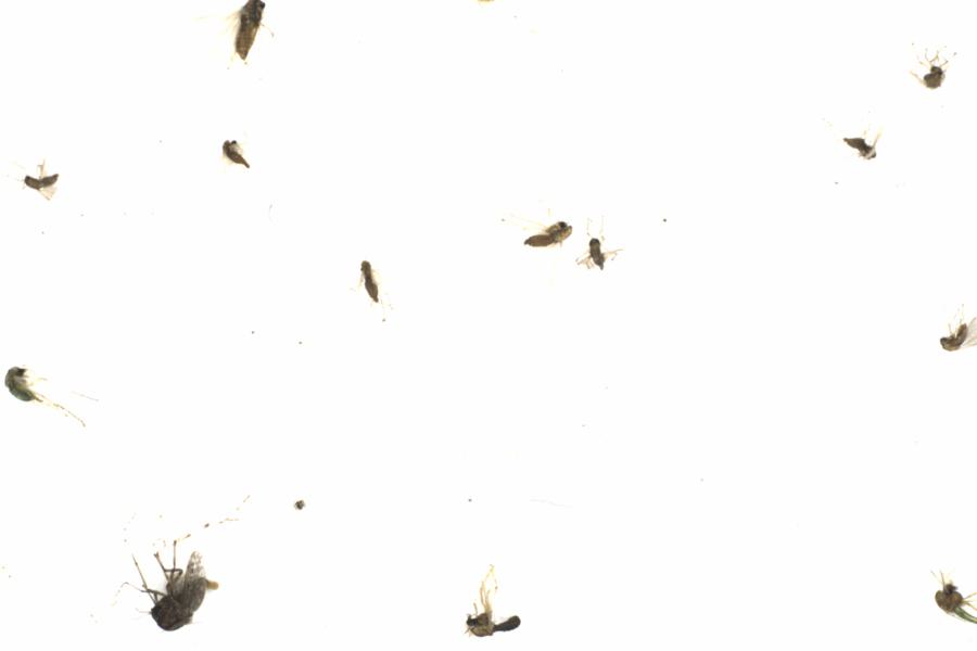 Fullscreen Image