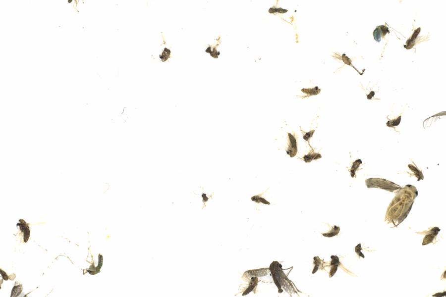 Fullscreen Image
