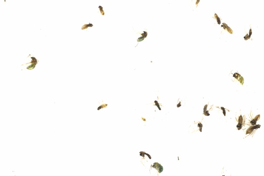 Fullscreen Image