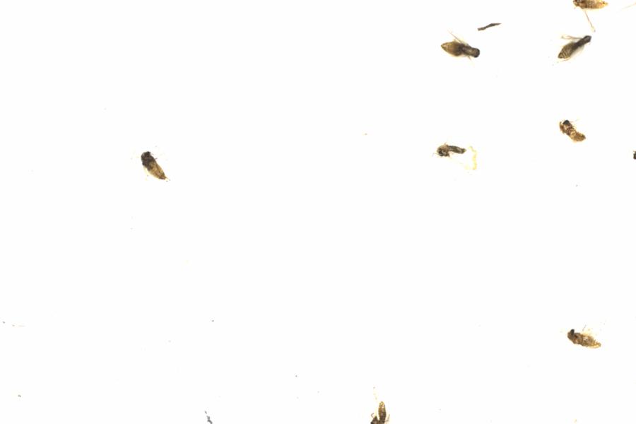 Fullscreen Image