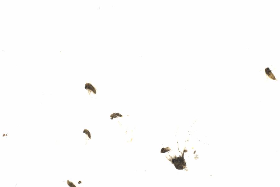 Fullscreen Image