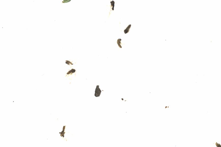 Fullscreen Image