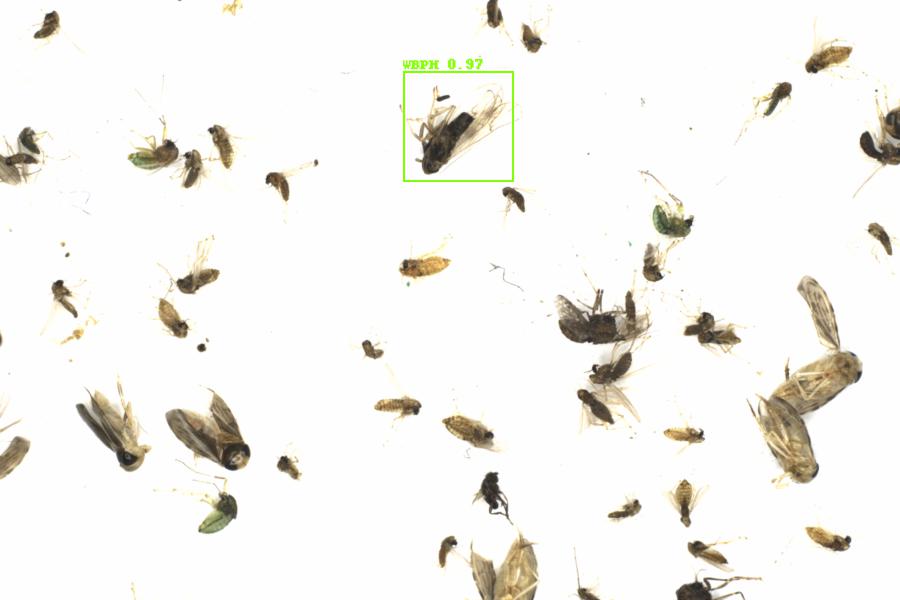 Fullscreen Image