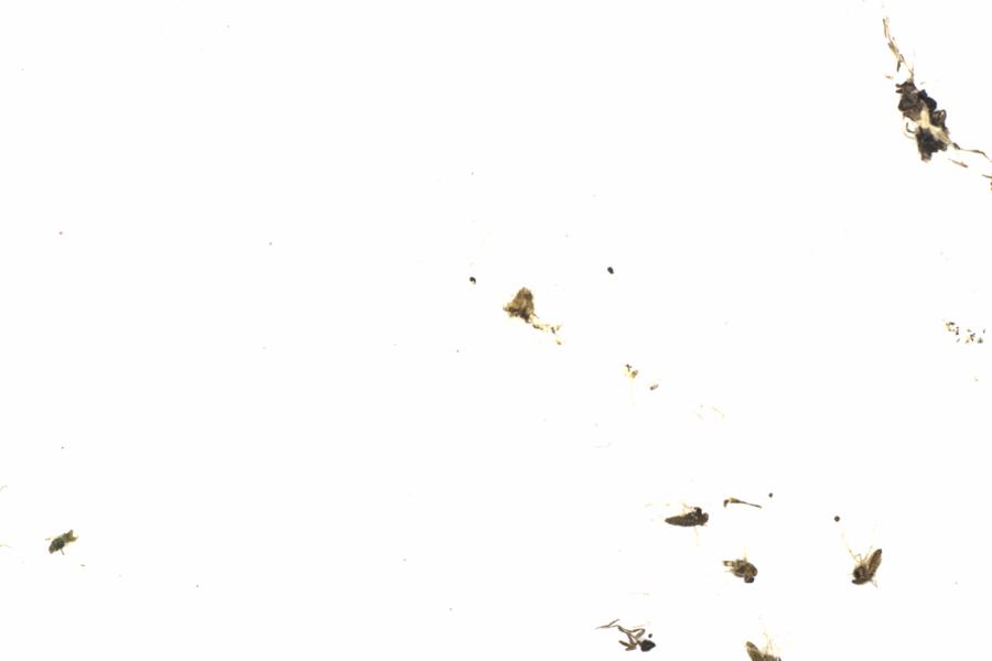 Fullscreen Image
